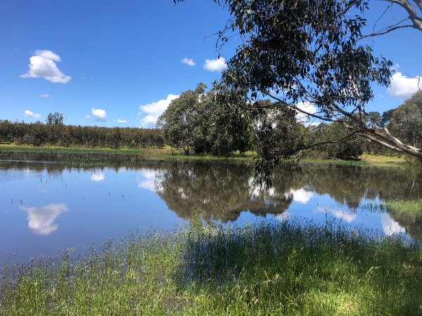 Kangeroo Creek on Lynval plantation | PF Olsen Australia Kangeroo Creek on Lynval plantation | PF Olsen Australia